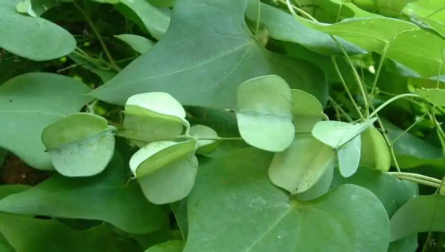 野山药是一种什么样的植物?