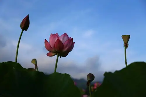 蓝天白云下的荷花,美极了