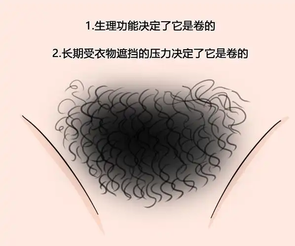 为什么下面的毛是卷卷的