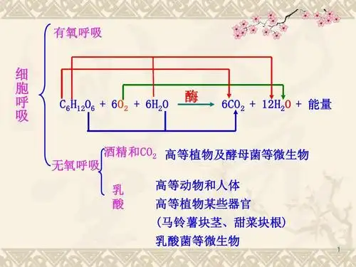 第3节 第2课时 细胞呼吸影响因素及相关曲线ppt