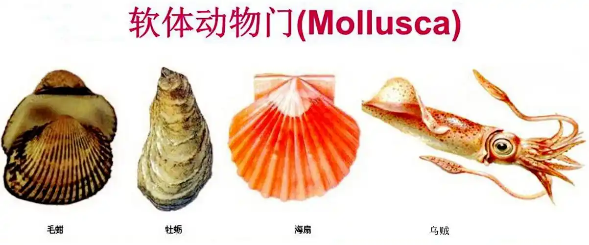 贝壳的种类(贝壳有哪些种类)