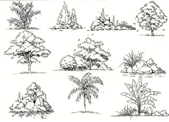 植物单体手绘临摹第六弹来啦