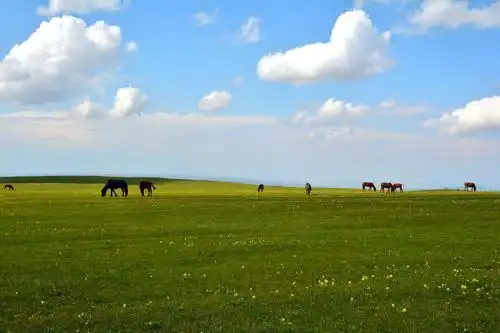 新疆的草原绿了