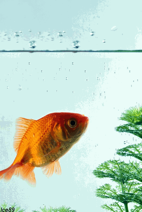 470_703竖版 竖屏gif 动态图 动图