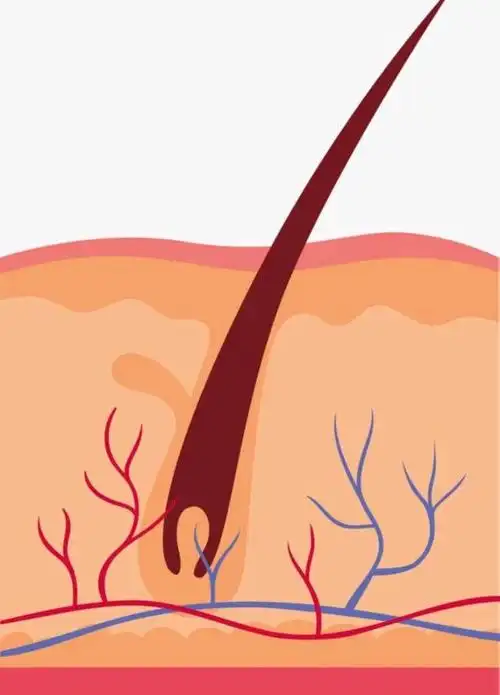 人体毛发最难以解释的现象