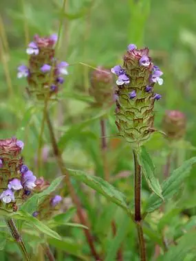 夏枯草的小白花