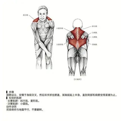 6个上背部拉伸改善肩背疼痛放松斜方肌