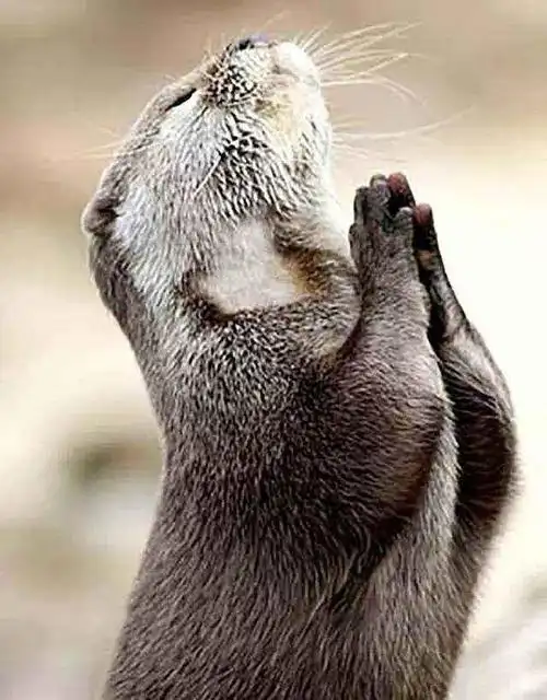 吉林延边发现罕见野生紫貂,萌萌表情甚是可爱