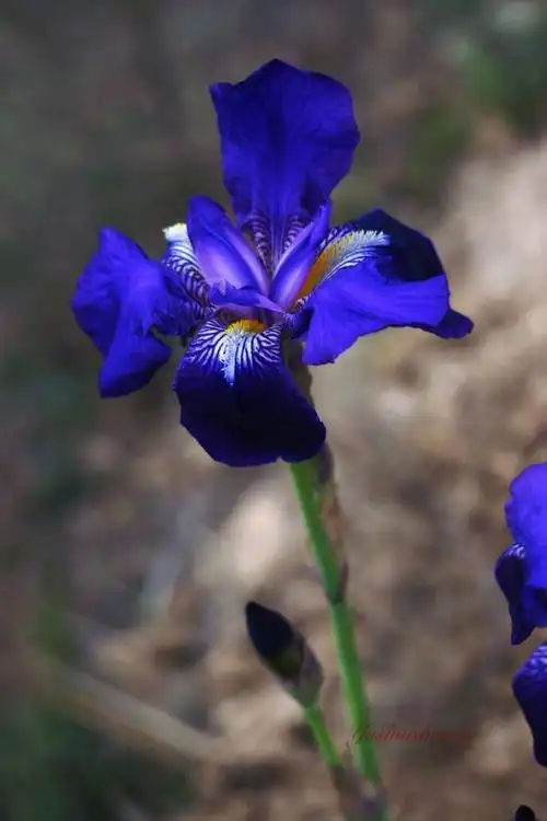 《咏板蓝花.五首》(原创)