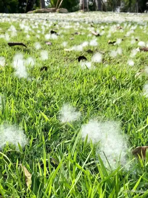 更是随处可见 小新掐指一算 原来又到了木棉飘絮的季节 这些"雪"正是