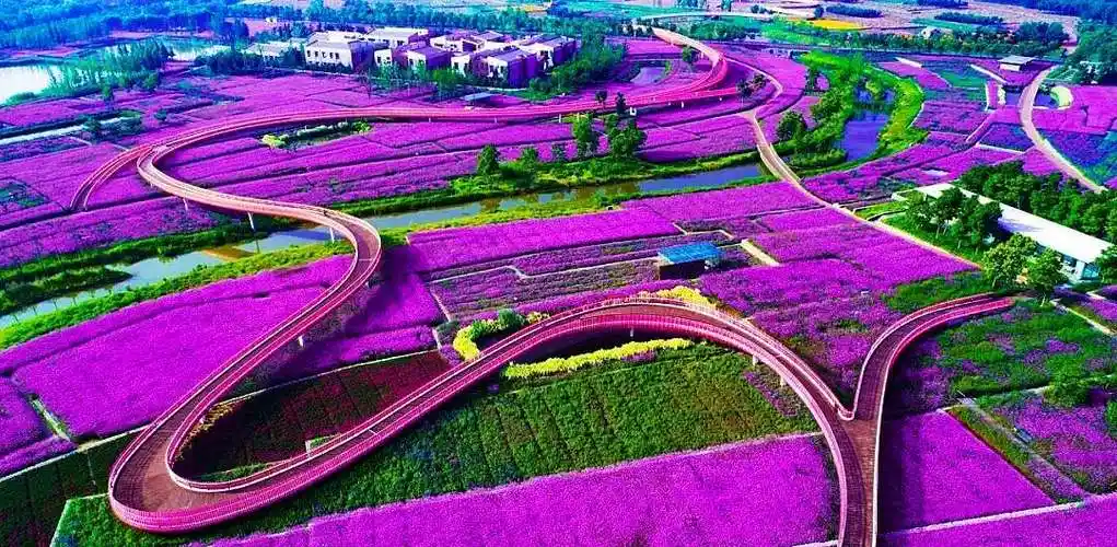 宿迁三台山国家森林公园:看花海