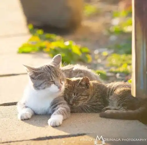 两只猫咪相互依偎着, 一起享受阳光下的温暖.