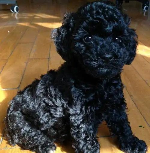 结语:你会选择饲养可爱的黑泰迪吗?欢迎在评论区分享~!晒图~!