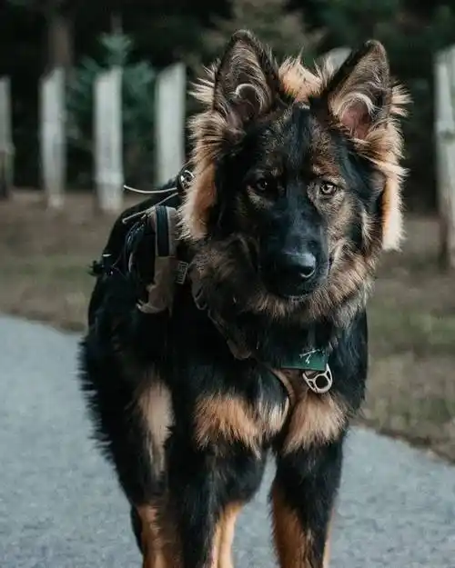 帅气小狗成长大赏狗狗我可以