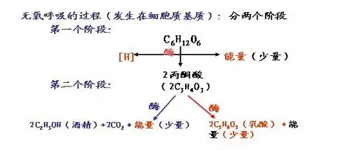 1 分钟前王川学生 回答: 乳酸菌细胞是无氧呼吸仅仅在第一阶段有