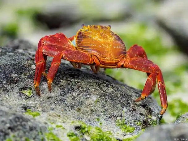 螃蟹怎么养,掌握这几点,轻松养出肥美蟹!