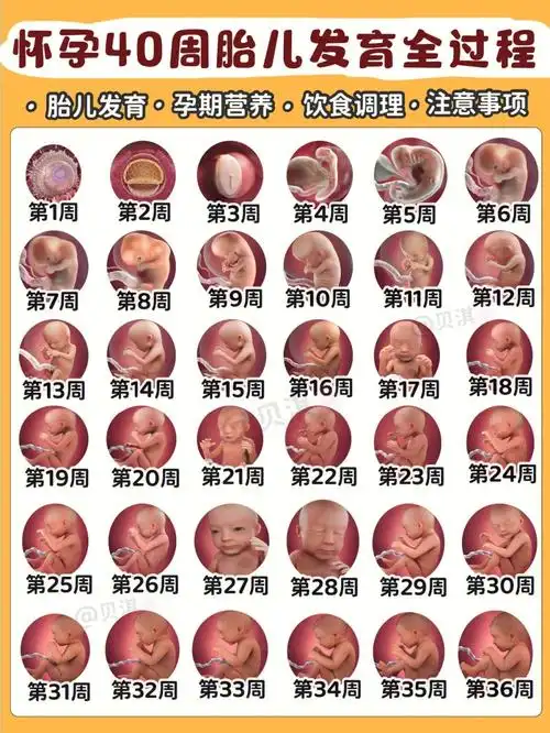 怀孕40周胎儿每周发育注意事项附营养补充
