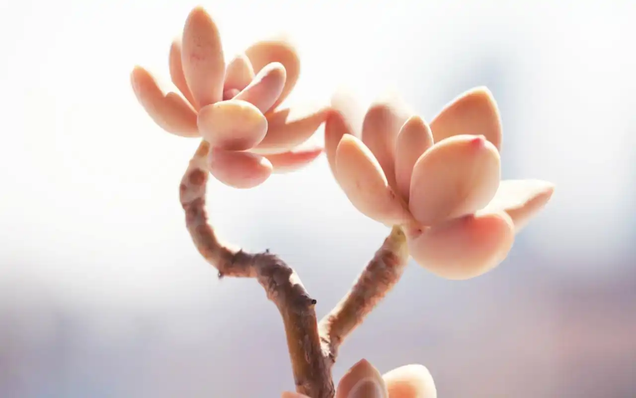 多肉小植物清新电脑桌面壁纸