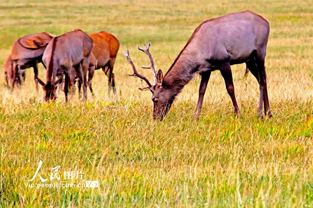 新疆哈密:草原丰美 马鹿成群