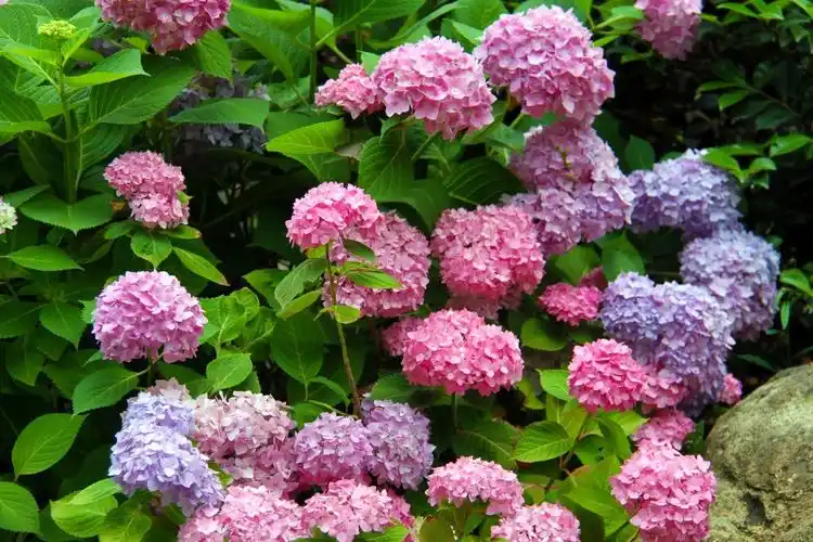 上海动物园绣球花唯美盛开