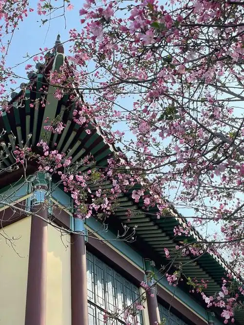 整个随园校区的绿化率一直很高,最巅峰时曾达到77%,绿化木本种类达180