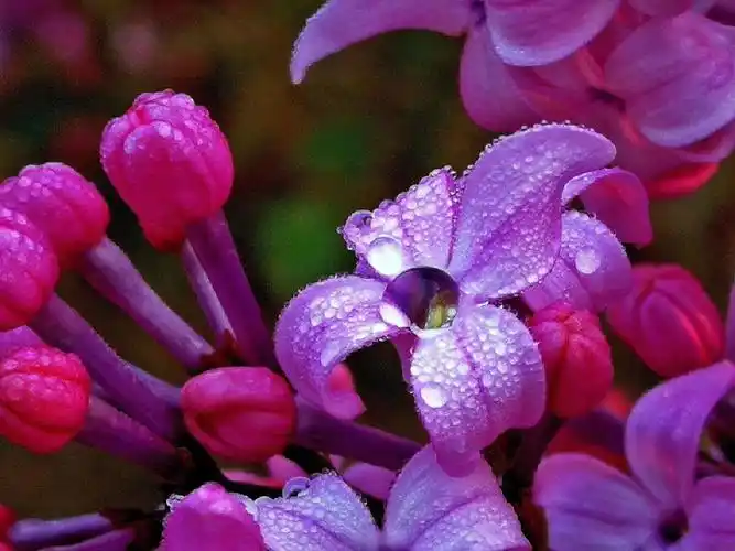 「#丁香花」 「#雨中」 「#微距」 「#雨中」的紫丁香 - 照见五蕴