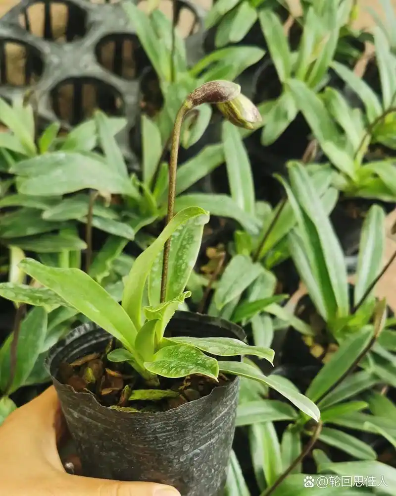 兰科——兜兰 红旗兜兰|兰科,兜兰属陆生植物花语寓意:是勤俭节约