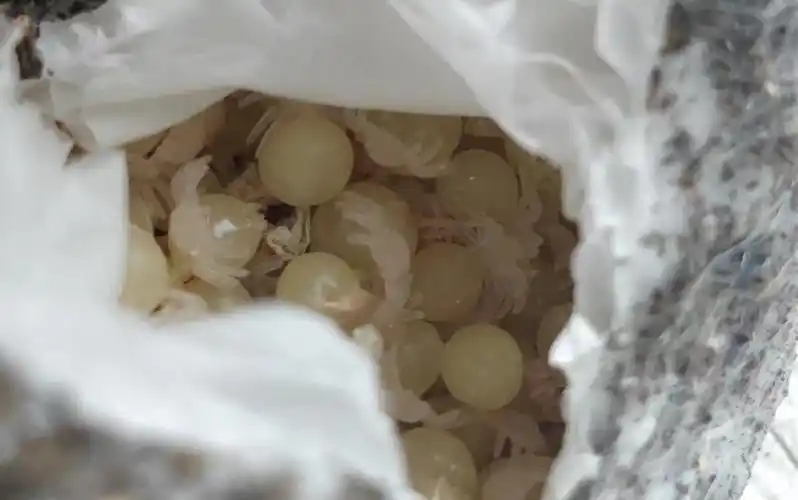 你可能从未见过的蜘蛛卵拆包 这一窝绝对稳了_哔哩哔哩 (゜-゜)つロ