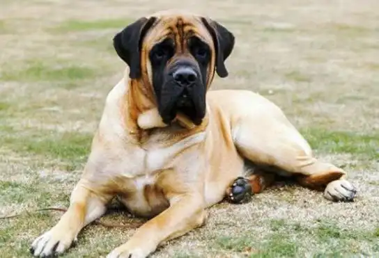 世界上最大的狗排名 德国大丹犬排第一 - 吐客网