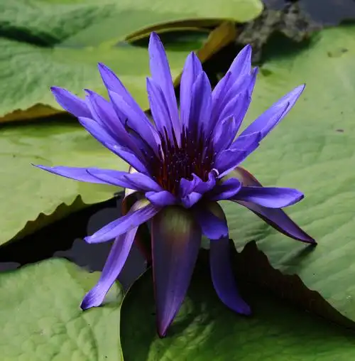 标题:《九品香莲》