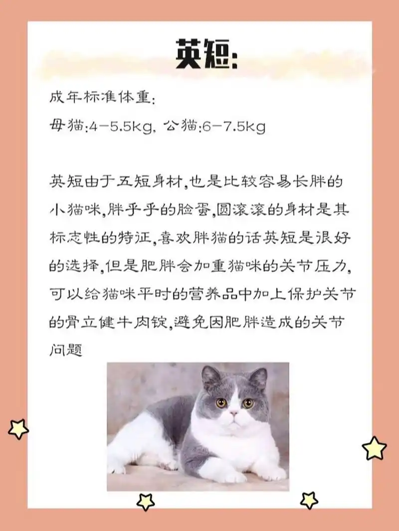 英短: 成年标准体重:母猫:4-5.5kg, 公猫:6-7.