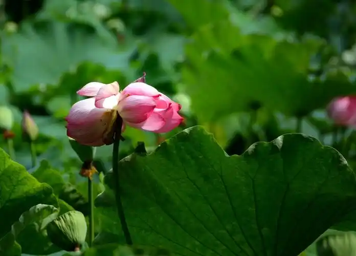 两天后拍的双头莲
