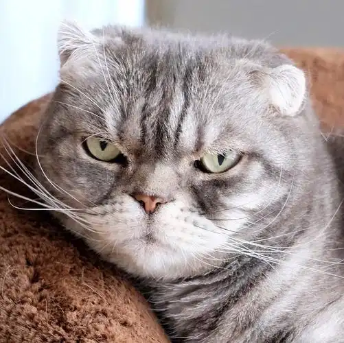 人家超凶的呢喵呜cr网络