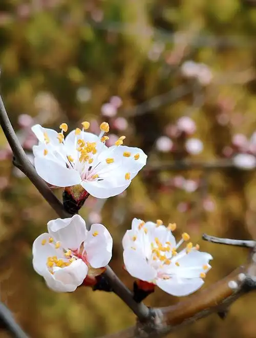 最美桃花笑春风