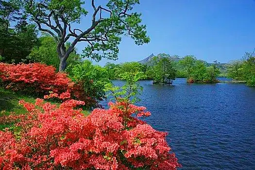 橙色杜鹃花图片_橙色杜鹃花图片大全_橙色杜鹃花图片下载