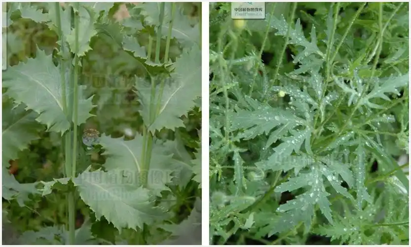 虞美人与罂粟之对比(一)