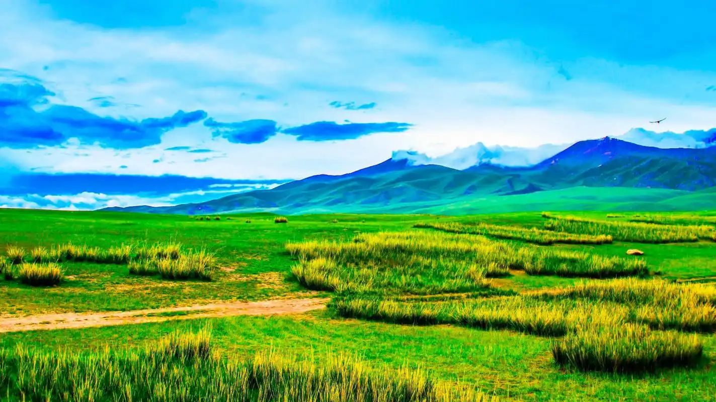 国内文旅# 【典型的禾草草甸草原,感受草原的开阔壮丽!