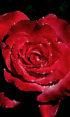 gif# #鲜花# #玫瑰# 灬铃兰灬采集