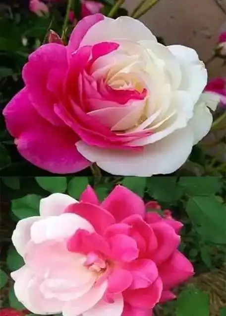 世界最美花之九月季花