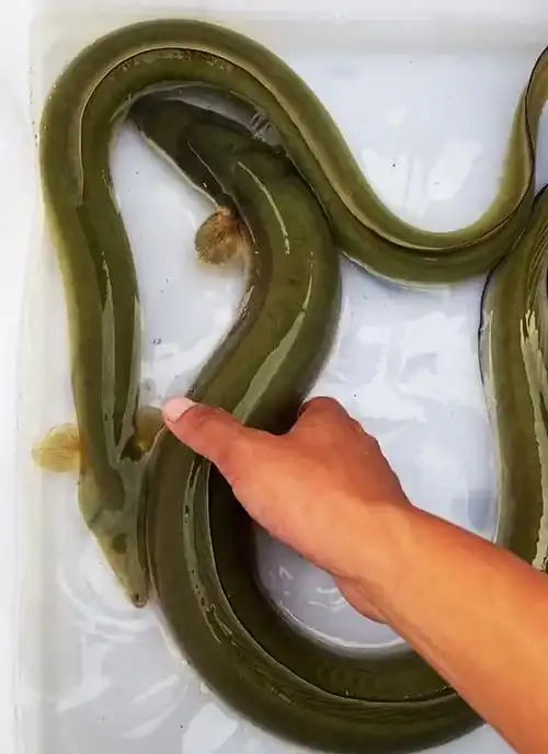 江苏老乡清理废弃山塘捕获两条珍稀"溪鳗",老乡:一条卖了180