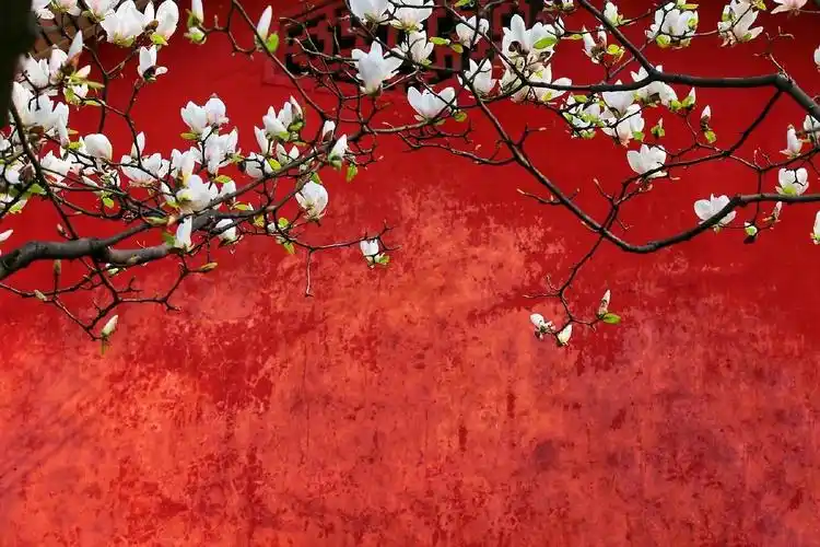 红色系红墙红窗白花古风