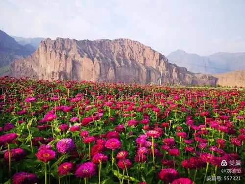 黄河第一湾藏着的花海(手机摄影)
