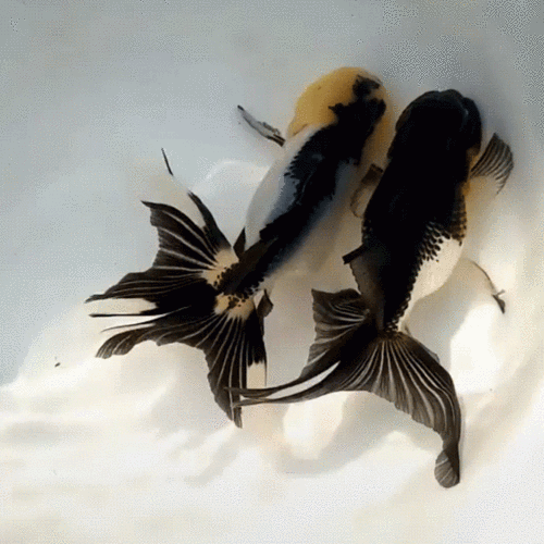 漂亮的金鱼gif表情