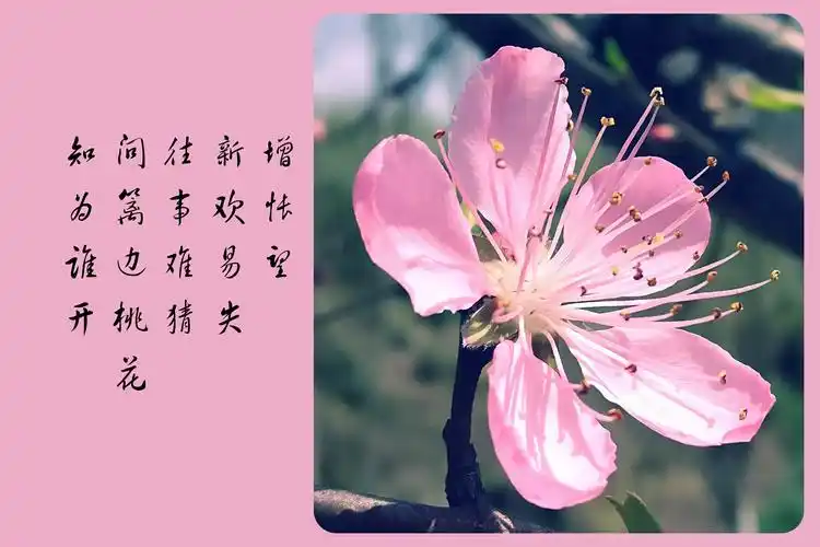 桃花运 - 轻摄影 - 一加手机社区官方论坛