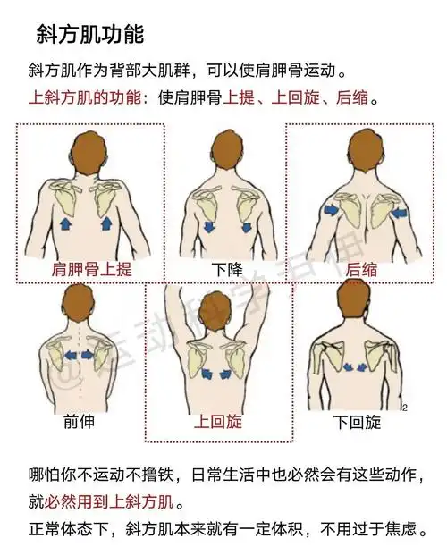 上斜方肌是人体肩部和颈部区域重要的肌肉之一.
