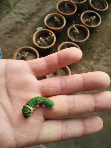 命运仍然掌握在自己手中,立志成为美丽的蝴蝶.这就是我小时候的样子!