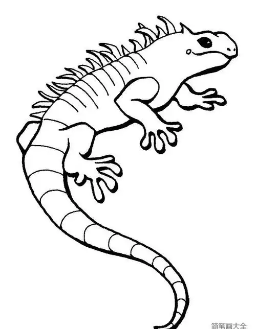 动物简笔画蜥蜴简笔画图片