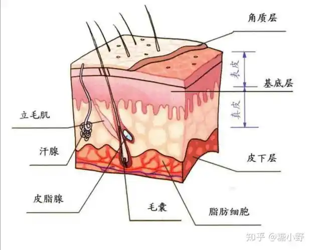 皮肤解剖结构说明
