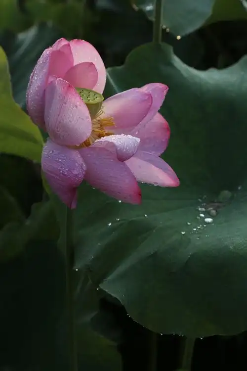 荷花湾学摄影三,一滴露珠爱上了荷花