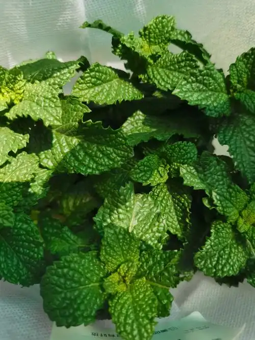 这是什么品种的薄荷